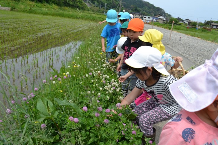 シロツメクサとアカツメクサとかたつむり」 | ぽかぽか森の